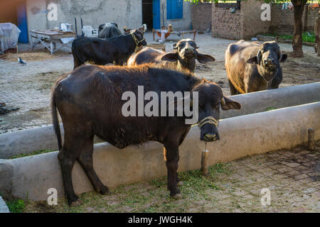 Buffalo agriturismo Borgo Kharian Pakistan Foto Stock