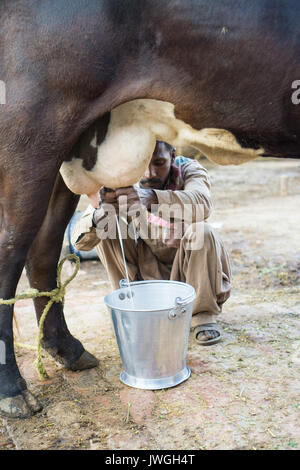 L'agricoltore pakistano miling buffallo a mano Kharian village Pakistan Foto Stock