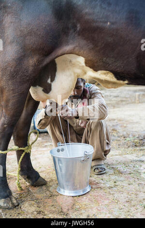 L'agricoltore pakistano miling buffallo a mano Kharian village Pakistan Foto Stock