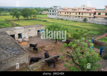 Bestiame all'interno di farm villaggio Kharian Pakistan Foto Stock