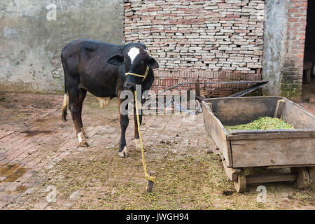 Bufali all'interno di una fattoria Kharian village Pakistan Foto Stock