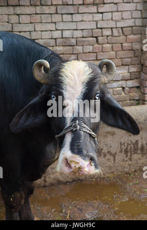 Bufali all'interno di una fattoria Kharian village Pakistan Foto Stock