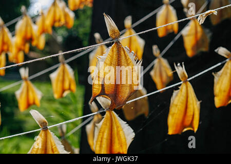 Golden Fish essiccazione su una fune Foto Stock
