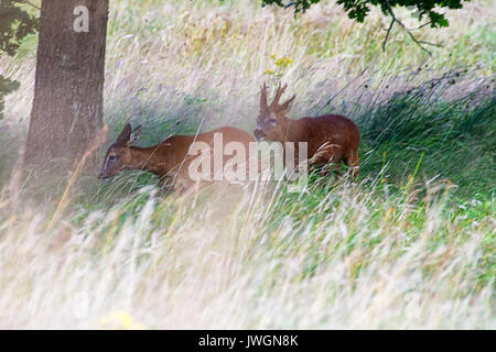 Capriolo Foto Stock