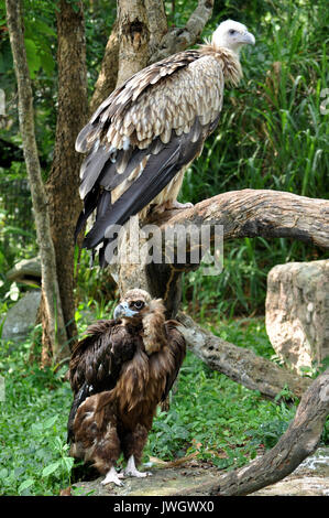 Il Cinereous Vulture è creduto per essere il più grande rapace nel mondo. L'Himalayan Grifone è persino maggiore di quello europeo Grifone Foto Stock