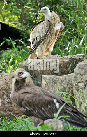 Il Cinereous Vulture è creduto per essere il più grande rapace nel mondo. L'Himalayan Grifone è persino maggiore di quello europeo Grifone Foto Stock