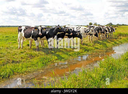 Una linea di bestiame frisone in un fosso di drenaggio sulle paludi del Broads National Park a Potter Heigham, Norfolk, Inghilterra, Regno Unito. Foto Stock