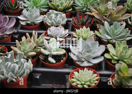 Molti vasi di piante succulente Foto Stock