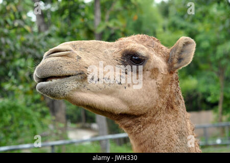 Il Cammello Dromedario è il membro più grande della famiglia di cammello. Foto Stock