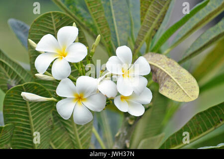 Plumeria (nome comune Frangipani) è un genere di piante in fiore della famiglia che comprende Dogbane: Apocynaceae. Foto Stock