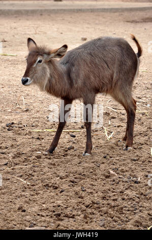 Waterbuck si trovano in scrub e zone di savana in prossimità di acqua dove si mangia l'erba. Foto Stock