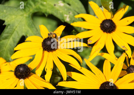 Un'ape di carder tra i Susans con gli occhi neri (Rudbeckia hirta) Foto Stock