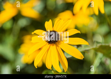 Un'ape di carder tra i Susans con gli occhi neri (Rudbeckia hirta) Foto Stock