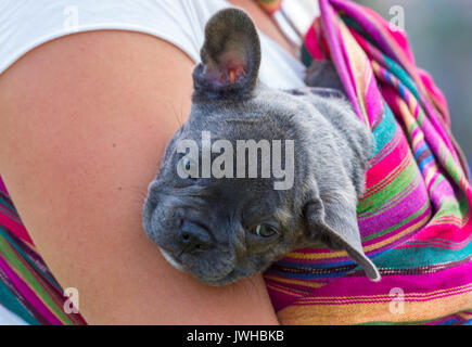 Burley, Hampshire, Regno Unito. 12 Ago, 2017. Donna di supporto bulldog francese cucciolo in colorate sling titolare presso la New Forest Fairy Festival. Credito: Carolyn Jenkins/Alamy Live News Foto Stock