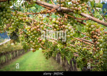 Vigneto e uva danneggiata dopo grave tempesta di grandine distruggendo il raccolto. Le grandinate hanno quasi interamente sterminati raccolto. Foto Stock