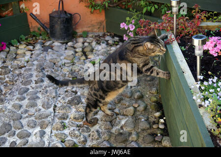 Curioso domestici dai capelli corti Tabby femmina Cat Pet ispezionando un letto floreale in piedi sulle zampe posteriori su ciottoli Foto Stock