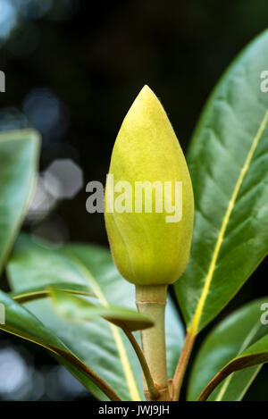 Ermeticamente chiusa, grande fiore bocciolo di magnolia grandiflora exmouth Foto Stock