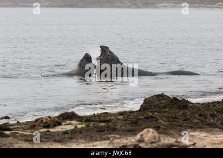 Elephant guarnizioni sulla spiaggia, Isola di carcassa Foto Stock