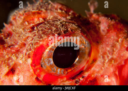 Vista ravvicinata dell'occhio di un piccolo scorfano rosso (Scorpaena nota), l'escala, Costa Brava, Catalogna, Spagna Foto Stock