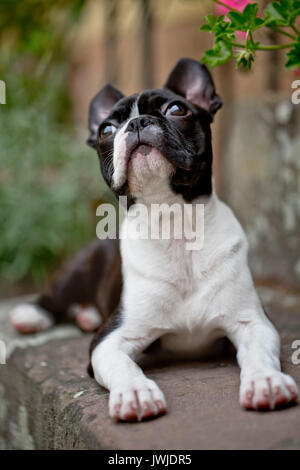 Outdoor ritratto di una giovane Boston Terrier su una soleggiata giornata estiva Foto Stock