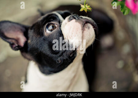 Outdoor ritratto di una giovane Boston Terrier su una soleggiata giornata estiva Foto Stock