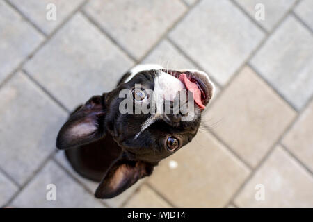 Outdoor ritratto di una giovane Boston Terrier su una soleggiata giornata estiva Foto Stock