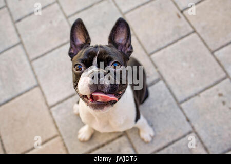 Outdoor ritratto di una giovane Boston Terrier su una soleggiata giornata estiva Foto Stock