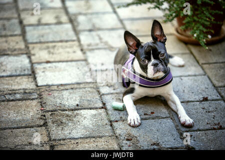 Outdoor ritratto di una giovane Boston Terrier su una soleggiata giornata estiva Foto Stock