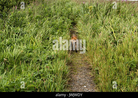 Una volpe rossa adulto cammina giù per un sentiero attraverso la palude erba al McNeil River State Game Santuario sulla Penisola di Kenai, Alaska. Il sito remoto è accessibile solo con un permesso speciale ed è il più grande del mondo di popolazione stagionale di orsi bruni nel loro ambiente naturale. Foto Stock