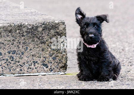 9 settimana di età Scottish terrier cucciolo seduto da un concreto passo avanti Foto Stock