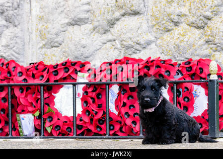 9 settimana di età Scottish terrier cucciolo seduto accanto a qualche papavero rosso ghirlande Foto Stock