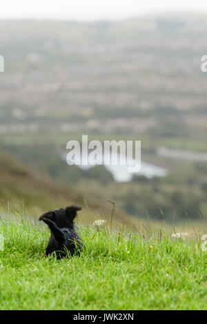 9 settimana di età Scottish terrier cucciolo siede in erba e analizza la distanza dalla sommità di una collina Foto Stock