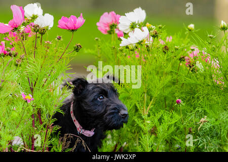 9 settimana di età Scottish terrier cucciolo tra alcuni fiori Foto Stock