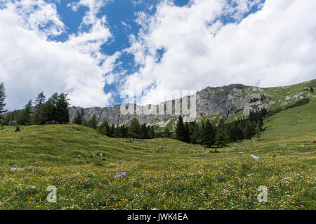 Prato alpino coperto di fiori Foto Stock