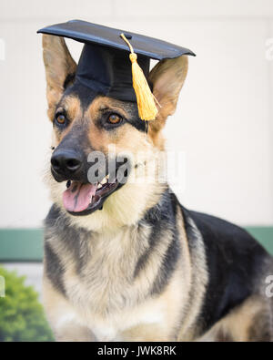 Un pastore tedesco cane che indossa una graduazione nera cappuccio con un fiocco di colore giallo. Foto Stock