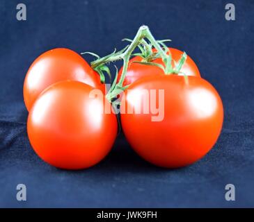 Pomodori maturi, pomodoro, reife Tomaten, Solanum lycopersicum Foto Stock