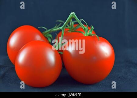 Pomodori maturi, pomodoro, reife Tomaten, Solanum lycopersicum Foto Stock