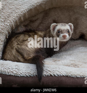 Ferret in un letto Foto Stock