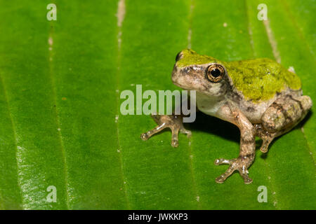 Una chiusura del grigio di una raganella Metamorph Foto Stock