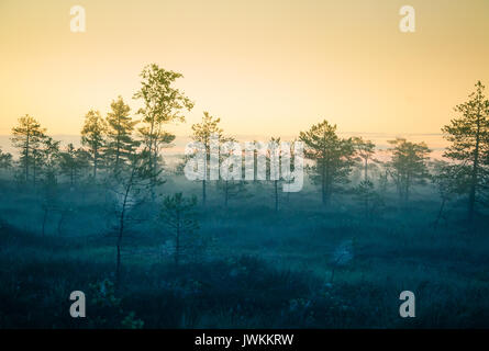 Una palude sognante paesaggio prima del sorgere del sole. Colorate, misty look. Marsh scenario in alba. Bellissimo stile artistico foto. Foto Stock