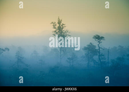 Una palude sognante paesaggio prima del sorgere del sole. Colorate, misty look. Marsh scenario in alba. Bellissimo stile artistico foto. Foto Stock