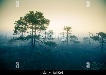 Una palude sognante paesaggio prima del sorgere del sole. Colorate, misty look. Marsh scenario in alba. Bellissimo stile artistico foto. Foto Stock