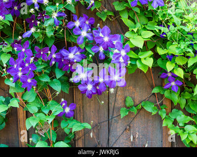 Fiori viola su un vitigno verde su un giardino in legno recinzione Foto Stock