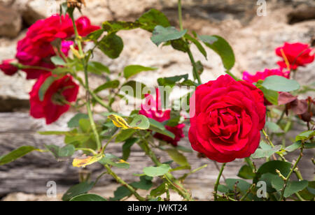 Un vecchio stile rose rosse che crescono su un antico muro di pietra nel sud della Francia Foto Stock