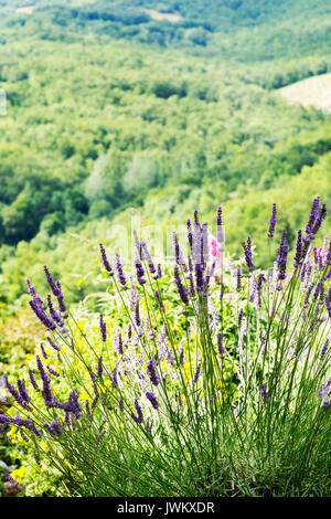 La lavanda che cresce su una collina nel sud della Francia con una vista sulla vallata Foto Stock