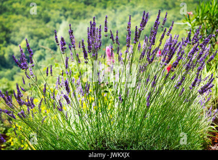 La lavanda che cresce su una collina nel sud della Francia con una vista sulla vallata Foto Stock