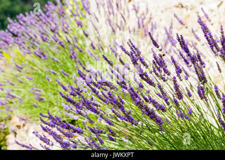 La lavanda che cresce su una collina nel sud della Francia con una vista sulla vallata Foto Stock