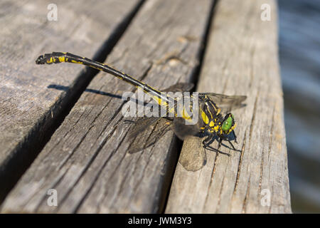 Grande libellula: cordulegaster boltonii o golden-inanellati libellula Foto Stock