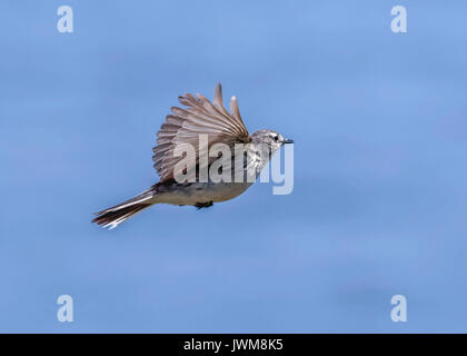 AMERICAN PIPIT BATTENTI CONTRO UN FORTE VENTO A CAPO ST. MARY riserva ecologica Foto Stock