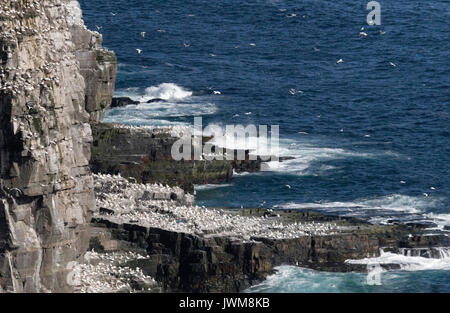 ATLANTIC PUFFIN nido su isolate scogliere oceaniche. Nidificano in cunicoli o in crepacci profondi in massi. Essi hanno particolari segni facciali. Foto Stock